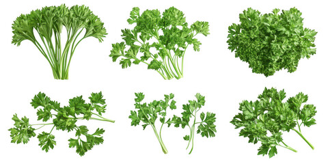 Fototapeta premium Fresh Green Parsley Sprigs on White Background, Close-up