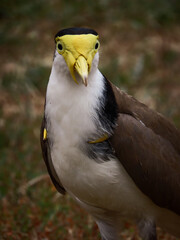 Masked lapwing