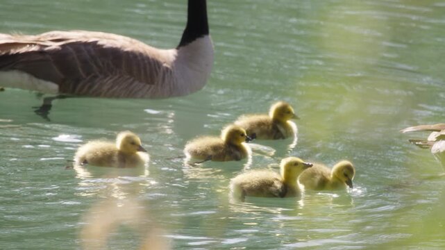 Family of geese and goslings swimming in the pond at sunrise