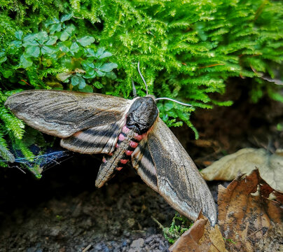A majestic privet hawk moth (Sphinx ligustri) rests among moss and leaves at the base of Udvar-kő in the B&uuml;kk Mountains. One of Europe's largest moths captured in natural habitat.