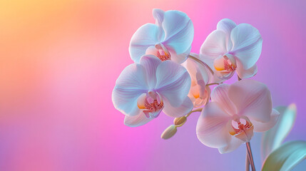 Fototapeta premium A gentle gradient background blending lemon chiffon and orchid hues, evoking a sense of elegance and softness. Ideal for beauty, wellness, or creative design themes with a delicate atmosphere. 