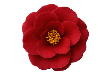 Vibrant red camellia flower in full bloom, isolated on a transparent background, showcasing its delicate petals and yellow center