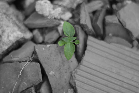 resilient green plant growing amidst the rubble
