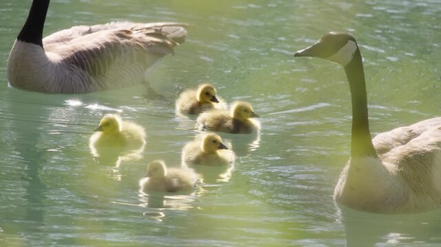 Family of geese and goslings swimming in the pond at sunrise