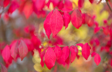 Fototapeta premium Autumnal red leaves. Seasonal red leaves on tree. Natural autumn leaves. Autumn beauty of nature. Fall season nature. Fall leaves on tree. Nice mood day. Autumn tree branch. Nature in fall season