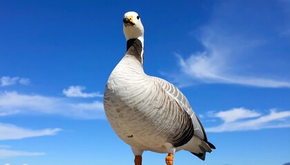 Grey goose against a vivid blue sky