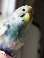 budgie