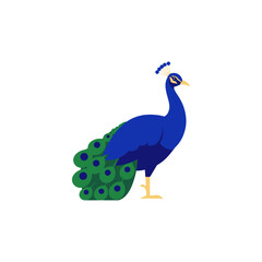 Fototapeta premium Striking Blue Peacock Illustration with Vibrant Feather Tail
