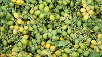 harvested melinjo seeds ready to be shipped