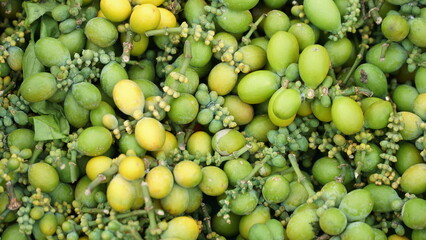 harvested melinjo seeds ready to be shipped