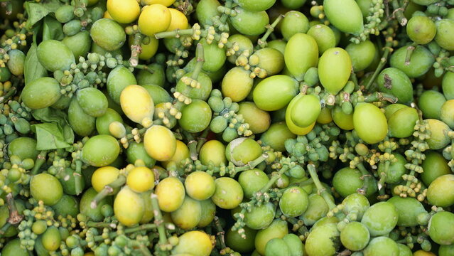 harvested melinjo seeds ready to be shipped