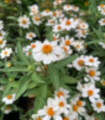 blurred photo of Zinnia angustifolia, white flowers, Argyranthemum frutescens known as Paris daisy or marguerite daisy, A perennial plant known for its flowers, Nature floral background	