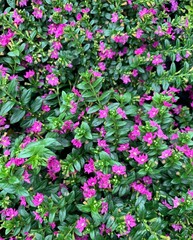 Purple flower of False heather, Elfin herb or Cuphea hyssopifolia Kunth bloom in park, garden
