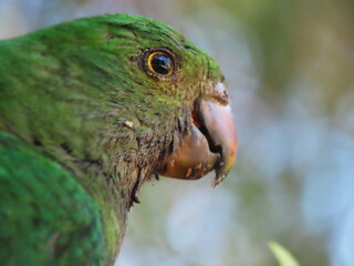 Obraz premium female king parrot