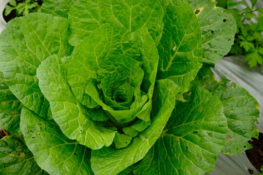 Chinese cabbage (Brassica rapa, Pekinensis family; Brassicaceae) is known as a processed vegetable in Chinese cuisine; hence it is also called Chinese mustard greens. It is also known as petsai.