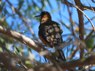 eastern spinebill 