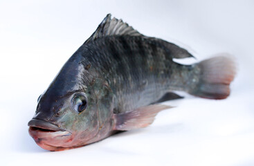 Fresh fish on a white background (Nile tilapia, Mango fish, Nilotica) with Clipping Path
