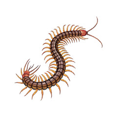 Fototapeta premium Had centipede lice color vector on white background.02