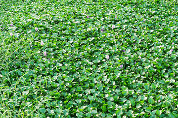 Urban canal covered with Water Hyacinths