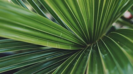 Obraz premium Close-Up of Vibrant Green Palm Leaf