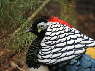 Lady Amherst's pheasant