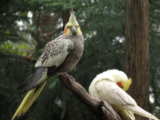 two cockatiels on a tree