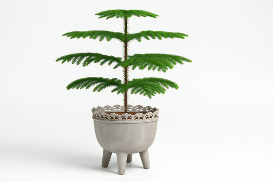 Araucaria heterophylla norfolk island pine mini green tree in pot for tropical modern home garden decoration.