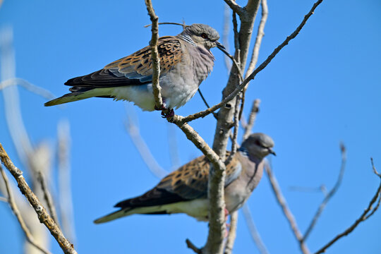 Turteltaube // Turtle Dove (Streptopelia turtur)