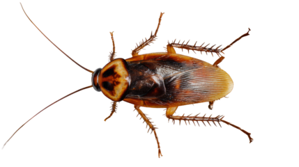 Close-up of a cockroach on a white isolated background