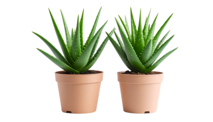 Aloe Vera Potted Plants Duo  Transparent Background PNG