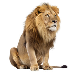 Obraz premium Majestic male lion sitting with a full mane isolated on transparent background