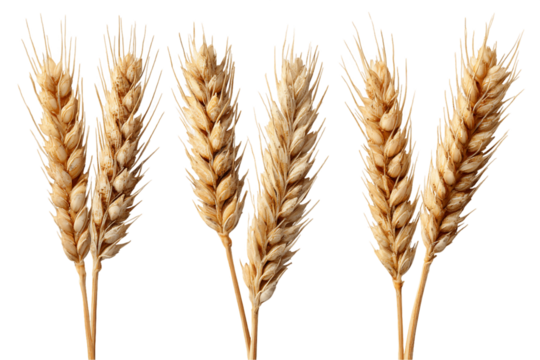 Five Golden Wheat Stalks on Transparent Background, PNG