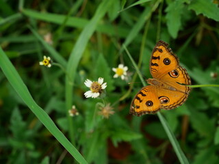 The Peacock Pansy ( Junonia almana ) butterfly on leaf with natural green background, Pattern similar to the eyes on the wing of orange color insect