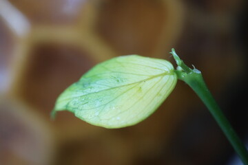 hoya Hoya polyneura hoja pnacze