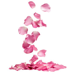 Delicate pink rose petals falling gracefully isolated on transparent background