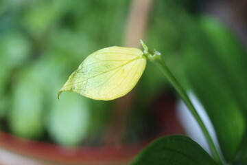hoya Hoya polyneura hoja pnacze