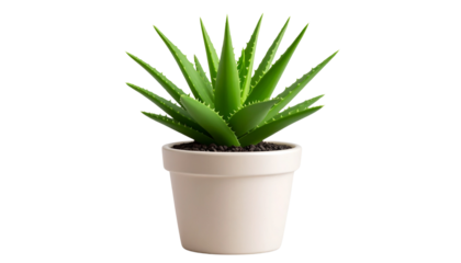 Minimalist Aloe Vera Plant in Pot  Transparent PNG