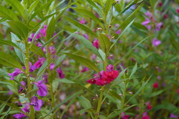 Vibrant Balsam Flowers in Bloom A Close-Up View