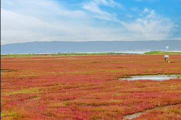 Obraz premium Autumn reeds sway beside still waters in Ubaranai Park, Abashiri, framed by golden grasslands and distant forests beneath soft skies of Hokkaido’s Quasi-National Park.