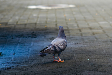 Urban Pigeon's Gaze: Back View of a Solitary Bird on City Pavement with Puddle Background