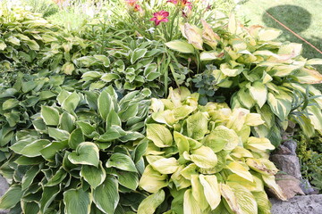 Hosta is a genus of perennial herbaceous plants