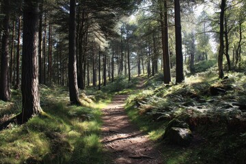Fototapeta premium Trail in forest