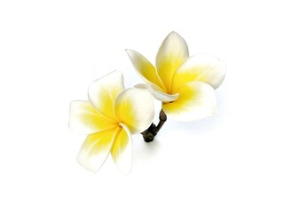 Fototapeta premium Beautiful frangipani flowers (plumeria alba) isolated on white background. Botanical photography for creative Design