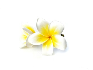 Beautiful frangipani flowers (plumeria alba) isolated on white background. Botanical photography for creative Design