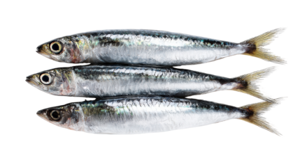 Fresh sardines arranged on a white isolate background ready for cooking or seafood dishes.
