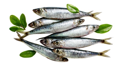 Fresh sardines arranged with green leaves, isolated on a white background.