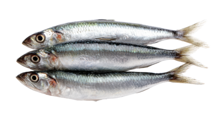 Three fresh fish arranged neatly on a white isolated background.
