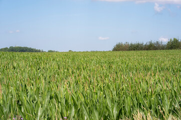 Danish cornfield green straw with blue sky 2025