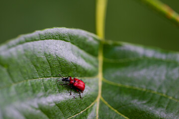 Callidie rouge sang : l'éclat écarlate d'un coléoptères des forêts d'Alsace