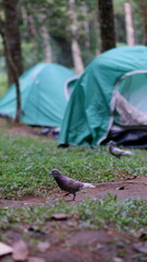 A dove walks on the grassy ground against the backdrop of a green tent in a forest camping area